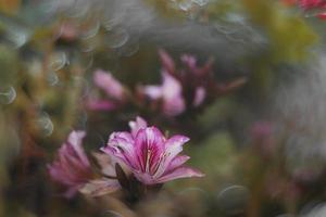 nieuwsgierig bloeiend voorjaar boom met groot bloemen en bokeh foto