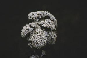 wit bloem Aan de struik over- groen achtergrond in detailopname in een natuurlijk milieu voorjaar dag foto