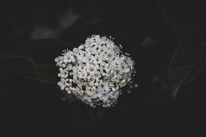 wit bloem Aan de struik over- groen achtergrond in detailopname in een natuurlijk milieu voorjaar dag foto