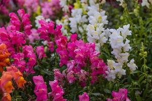 zomer kleurrijk bloemen van leeuw tuin in zonneschijn met bokeh foto