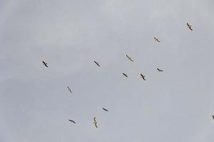 vogelstand vrij wild meeuwen in vlucht tegen een Doorzichtig lucht structuur foto