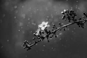 bloeiend fruit boom met wit bloemen Aan een zonnig voorjaar dag foto