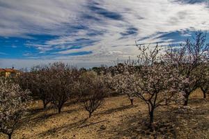 kalmte voorjaar landschap met bloeiend boomgaard Aan een warm zonnig dag foto