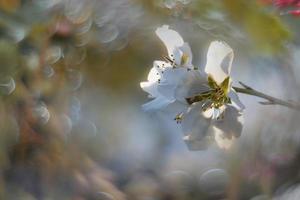 bloeiend fruit boom met wit bloemen Aan een zonnig voorjaar dag foto