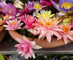 kleurrijke lotusbloemen achtergrond foto