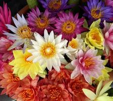 kleurrijke lotusbloemen achtergrond foto