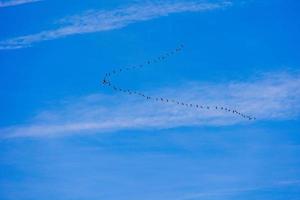 achtergrond kudde van zwart vogelstand in de lucht Aan een wit achtergrond structuur voor artwork foto