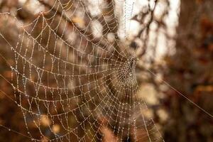 weinig delicaat water druppels Aan een spin web in detailopname Aan een mistig dag foto