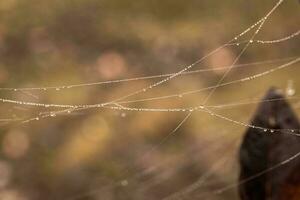 weinig delicaat water druppels Aan een spin web in detailopname Aan een mistig dag foto