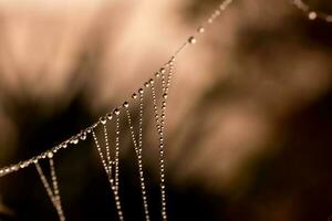 weinig delicaat water druppels Aan een spin web in detailopname Aan een mistig dag foto