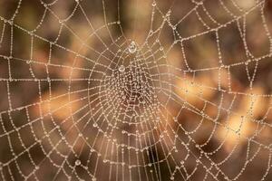 weinig delicaat water druppels Aan een spin web in detailopname Aan een mistig dag foto