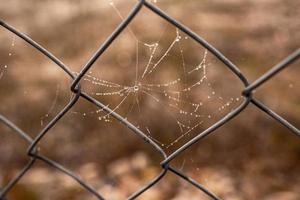 weinig delicaat water druppels Aan een spin web in detailopname Aan een mistig dag foto