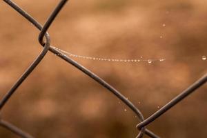 weinig delicaat water druppels Aan een spin web in detailopname Aan een mistig dag foto