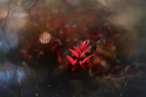 rood herfst blad Aan een boom in een park in zonneschijn foto