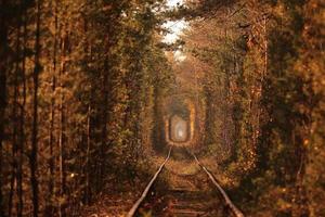 tunnel van de liefde. tunnel van liefde in oekraïne. een spoorlijn in de herfstbos tunnel van liefde. oud mysterieus bos. foto