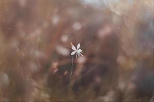 weinig delicaat herfst bloemen in de tuin Aan een achtergrond met bokeh foto