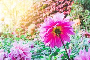 roze dahlia in natuur tuin , selecteer focus. foto