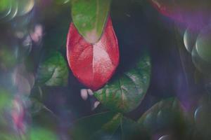 magisch herfst groen en rood bladeren met bokeh in detailopname foto