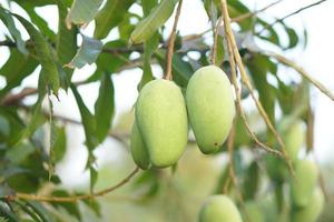 mango's Aan de boom in de tuin foto