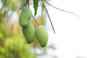 mango's Aan de boom in de tuin foto