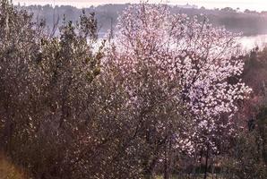 het ontwaken van de natuur in de lente. foto