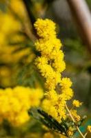 mimosa-boom in een veld foto