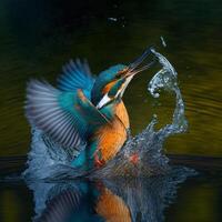 gemeenschappelijk Europese ijsvogel rivier- ijsvogel vliegend na opkomend van water met gevangen vis prooi in bek ai generatief foto