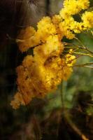 mimosa-boom in een veld foto