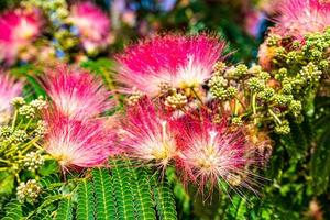 delicaat albizia julibrissin boom Aan een warm zonnig zomer dag in detailopname foto