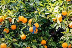 manarien boom met oranje fruit tegen de achtergrond van kruid bladeren met een blauw tit vogel foto
