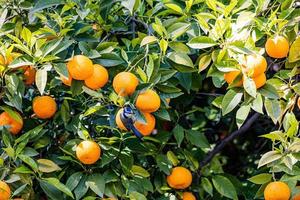 manarien boom met oranje fruit tegen de achtergrond van kruid bladeren met een blauw tit vogel foto