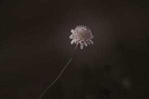 l weinig helder veld- bloem Aan een bruin achtergrond detailopname foto