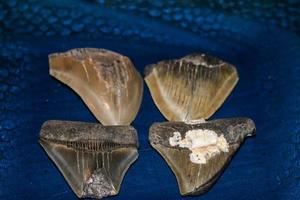 megalodon haaien tanden verzameling foto