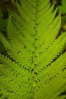 Hoes bladzijde met magisch groen varen blad in de wild Woud, detailopname, details. foto