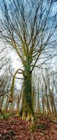 verticaal panorama. oude oud beuken boom gedekt met mos en epifyt wijn groenblijvend planten, duitsland, Bij warm zonsondergang voorjaar avond foto