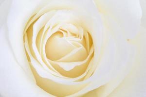 dichtbij omhoog van wit roos bloem foto
