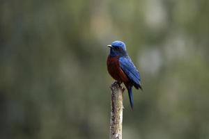 kastanjebruin rots lijster of monticola rufiventris opgemerkt in rongtong foto