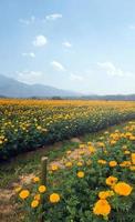 Indisch geel goudsbloem bloem veld, zacht en selectief focus. foto