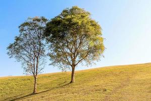 twee bomen op een heuvel foto