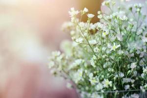 wit kamille of madeliefje hipster bloemen met natuurlijk zonlicht in tuin. foto