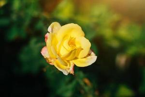 mooi roze roos met zonlicht in natuur achtergrond foto