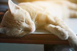 oranje kat slapen Aan de tafel met zonlicht foto