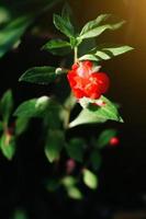 mooi rood bloemen met zonlicht in natuur achtergrond foto