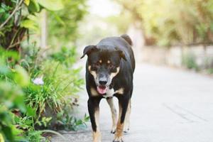 zwart hond kom tot rust en ontwaken in de tuin foto