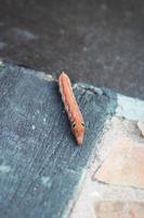 oranje rups- of worm van vlinder is kruipen Aan beton verdieping foto