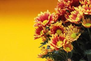 bloeiend rood chrysant bloemen Aan geel achtergrond foto