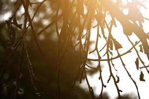 mooi zon licht bespat Aan droog boom takken in Woud. foto