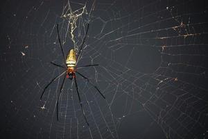 spin Aan spin web met natuurlijk groen achtergrond.argiope bruennichi spin foto