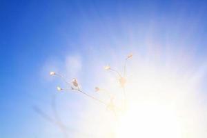 silhouet gouden licht met wazig wild gras bloemen in zonsondergang bloesem met blauwe lucht in Woud. foto