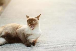 schattig Siamees kat genieten en slaap Aan beton verdieping met natuurlijk in tuin foto